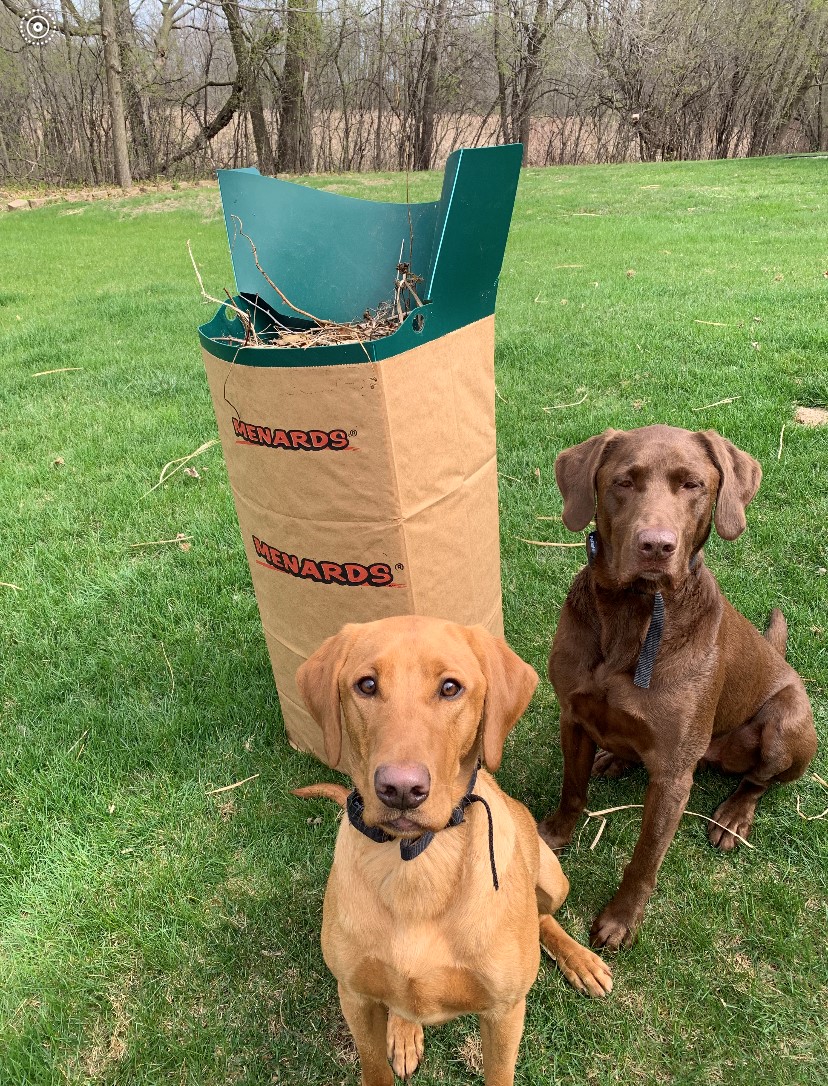 two dogs posing with the bag boss